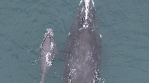 It’s right whale season in Florida. Here are the best places to see one off the shore