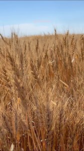 7.4K views · 169 reactions | If wheat harvest had a movie trailer: | Ag with Emma | Facebook