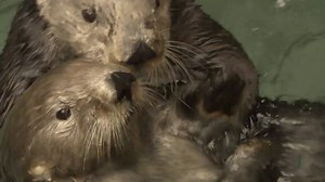 Sea Otters v. Climate Change | KQED