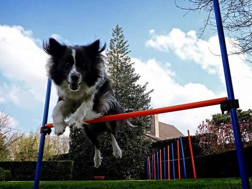 L’agility pour chien | zooplus Magazine