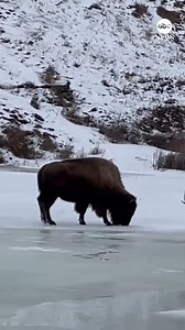 32K views · 584 reactions | A bison was filmed slipping and sliding across a frozen creek near an entrance to Yellowstone National Park in Montana. | ABC News | Facebook