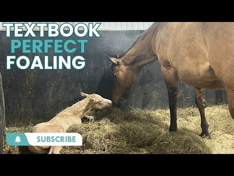 Textbook Perfect Foaling