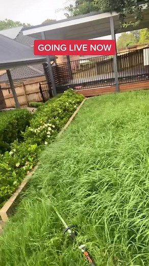 Live Mow #lawntok #mowing #grasstok #lawnlife #lawn #overgrown