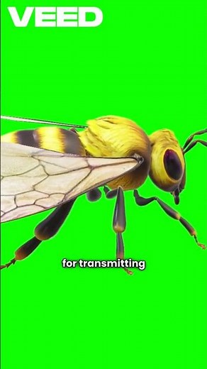 The World's Most Deadly Insects – Dangerous Bugs You Must Avoid