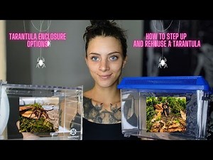 Tarantula Enclosure Options... How To Set Up and Rehouse A Tarantula!