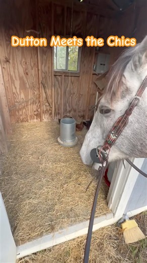 Big Horse, Little Chickens
