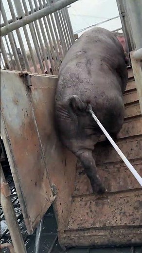 Pig Farmer Safely Loading Pigs into a Truck | Educational Purpose Only