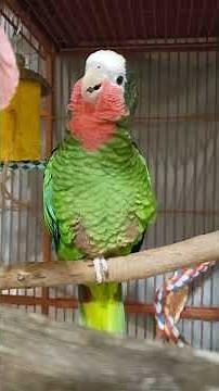 Alphonse the Cuban Amazon Parrot Is Singing And Talking In Our Band