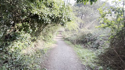 Forest, Nature, Trees. Free Stock Video