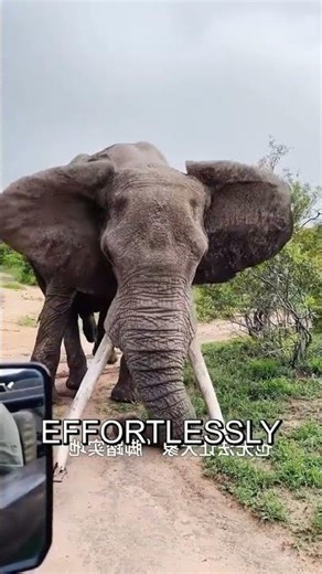 🤯 Elephant Feet: The SHOCKING Truth!