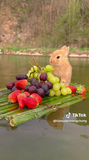 Adorable Rabbit - Cute and Playful Bunny Videos