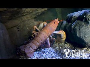 European Lobster Mating Homarus gammarus 2023