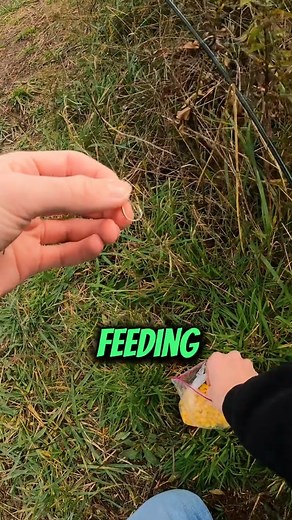 Carp fishing attempt one!  #carpfishing #beginnerfishingtips #howtocatchcarp #howtofish #learn | Sight Fish | Facebook