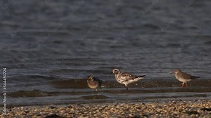 Two grey plovers or black-bellied plovers (Pluvialis squatarola) walking at the high tine line