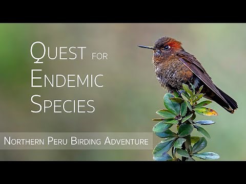 Northern Peru Birding Adventure | Birds of Peru | 3/5