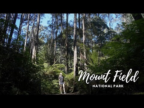 MOUNT FIELD NATIONAL PARK, TASMANIA | Russell Falls, Horseshoe Falls and Tall Trees Walk