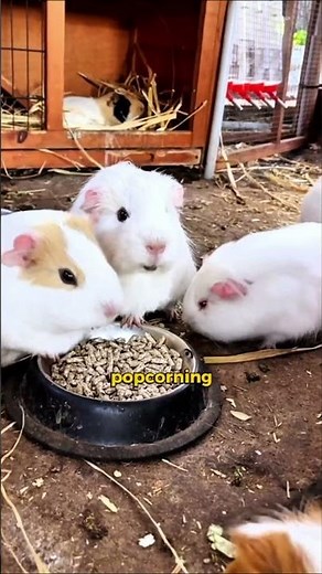 Guinea Pig’s Popcorn Jump 🐹✨