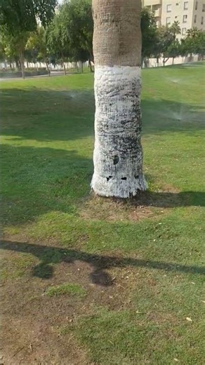 How to make mini Blog Tutorial.. #qatar #doha #funny #park #enjoy