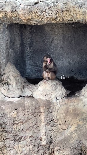 3/6(土) 15:00前 1人で大人しく過ごしていたのに、周りのお猿さんたちが暴れていて、びっくりして下に降りたら巻き込まれてしまいました… 首を噛まれて水に落とされてたので、すごく心配です。 その後、オランママの近くで1人で怯えてました…. ちょうど15:00の食事の時間だったので、飼育員さんが来てくれてすぐに飛びつきに行ってました🐒💓 そのあとは閉園まで出て来なかったとのことですが、怪我とかしてないといいな🩹 飼育員さんにしっかりケアしてもらって、ゆっくり休めてますように😭💓 涙止まらなかったです… たくさん愛されて、幸せに強く育ってほしい🔥 ちなみに私は一切声を出していません。 #パンチくん #がんばれパンチ #市川市動植物園 #punch