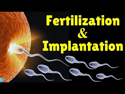 Fertilization and Implantation Process | Conception Explained - Obstetrics