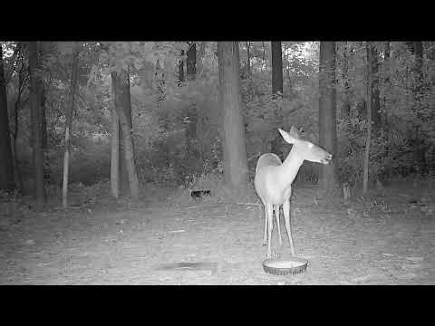 Deer Cam | Wildlife Cam | Trail Cam Videos