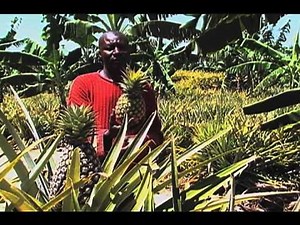 Uganda: organic pineapple farming
