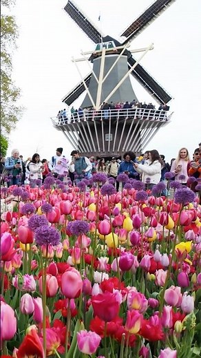 The Tulip Capital of the World 🌷 Keukenhof Gardens