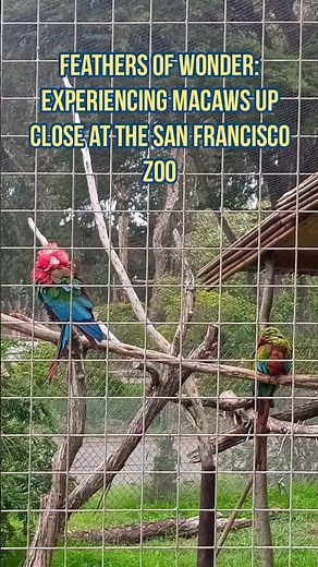 Vivid Encounters: Up Close with Majestic Macaws at the San Francisco Zoo