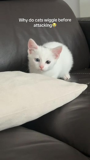 Why Do Cats Wiggle Before Attacking?