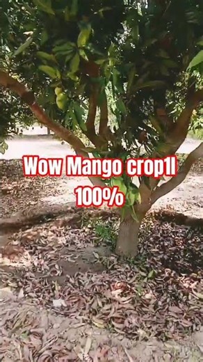 Natural Mango crop farmer satisfied..#mango #training #farming #navinmsc