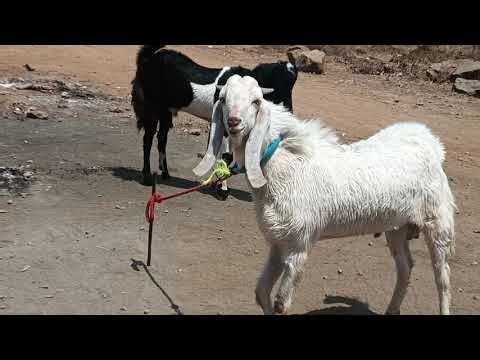 Kota bakra & sojat bakra for sale in mahapoli #kota #bakraforsale contact 6303430016