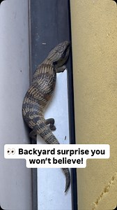 👀 “Backyard surprise you won’t believe!” Found a Blue Tongue Monitor Lizard chilling on our deck today 😱🦎 #australiabackyard #wildlifespotting #bluetonguelizard #backyarddiaries #anjumsdastarkhan #indianinaustralia #lifeinaustralia | Anjum’s Dastarkhan