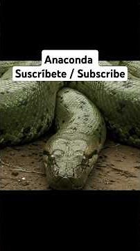 Anaconda: La Serpiente Más Pesada del Mundo | Anaconda: The Heaviest Snake in the World