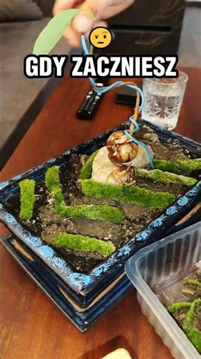 CAN'T YOU DO THAT?! 🥶 I accept the Avocado Challenge!!! 🌱🥑 #avocado #bonsai #cultivation #ZVDominik