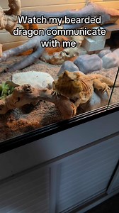 70K views · 2.3K reactions | I am the dragon whisperer #beardeddragon #chuckthebeardeddragon #reptiles #livefeeding #hornworms #scaleypets | bougie_beardies | Facebook