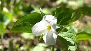 White trillium Latin: Trillium grandiflorum, is the provincial flower of Ontario, and also symbol of Ontario health care system. Location: Hendrie Valley, Burlington, Canada