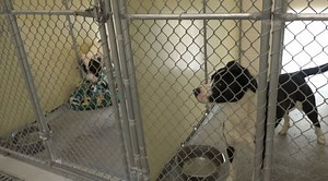 Twin Falls Animal Shelter reminds dog owners to get a dog license