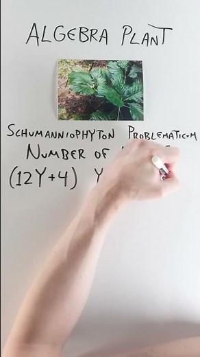 The Algebra Plant #shorts