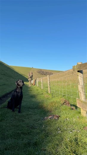 When Enthusiasm Beats Ability! 😂 Black Lab Raven’s Hilarious Partridge Retrieve