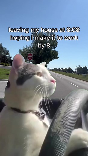 Im still coming tho… #catdrivingcar #sleep #neverontime #fyp | cat driving car meme