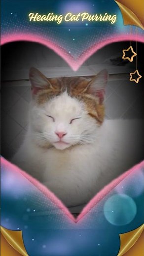 Healing Cat Purring | Relaxing Cat Sounds & Gentle Wind #cat #catpurring #asmr
