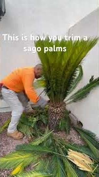 How to trim a sago palm