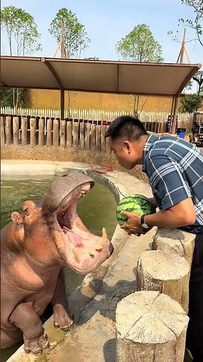 hippo eats watermelon hippopotamus
