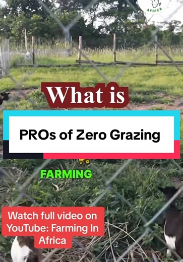 Exploring Grazing Systems: Zero Grazing Insights