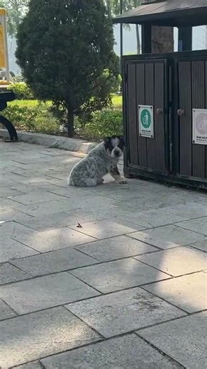 Rescuing a Hungry Puppy Near the Park