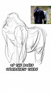 8K views · 557 reactions | Studying from video gives you a much more dynamic drawing than just studying from an image! You see the before and after of a pose and infuse that energy into your drawing. This clip is from David Colman's Drawing Dynamic Creatures class, available now: https://www.proko.com/drawingcreatues Day 9 of #12daysofProko! #art #digitalart #drawing #proko #shorts #shading #arttip #arthack #lifestudy #figurestudy #drawinganimals | Proko | Facebook