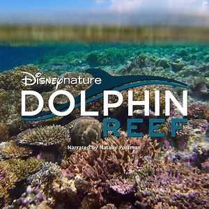 3.5K views · 10K reactions | Wild stories. Wild life. Stream Disneynature's Elephant and Dolphin Reef movies on Disney+. | Disney+ | Facebook