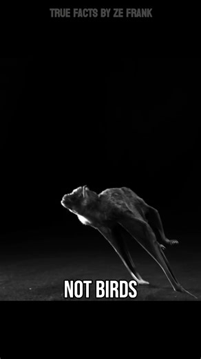 ze frank | New True Facts on YouTube - Go watch it!!!! YouTube.com/zefrank | Instagram