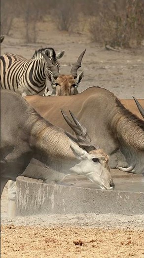 Eland in Etosha National Park, Namibia.