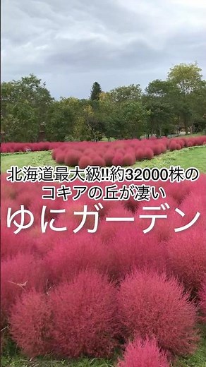 北海道のコキア🌺#日本 #japan #観光 #旅行 #日本の絶景 #コキアの丘 #秋 #由仁町 #紅葉 #コキア #ゆにガーデン #北海道 #shortvideo #shorts #short